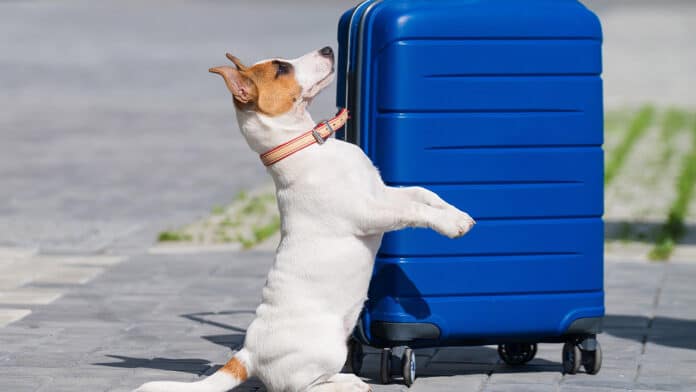Comment voyager avec son chien en avion ?